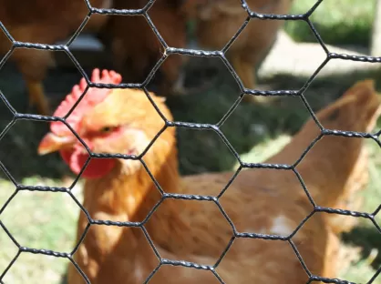 Hexagonal Wire Netting – Flexible and Durable Solution for Agricultural and Garden Fencing