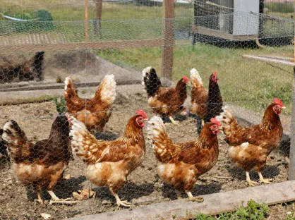 Chicken Wire Mesh Sizes and Specifications Guide
