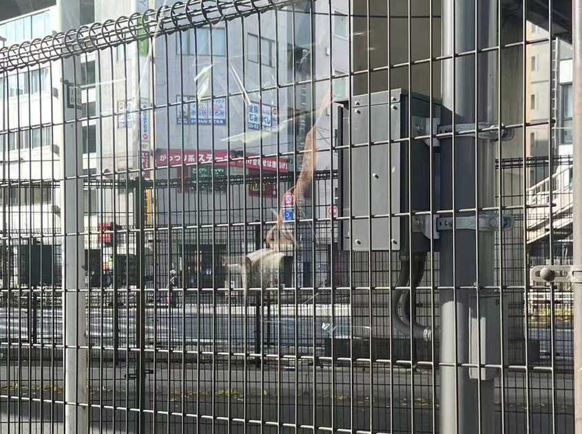 Heavy Duty Welded Fence Panels for Perimeter Protection