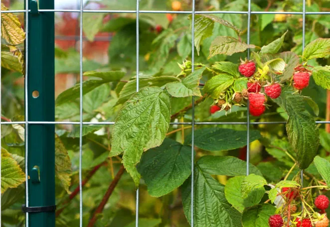 welded wire mesh panels