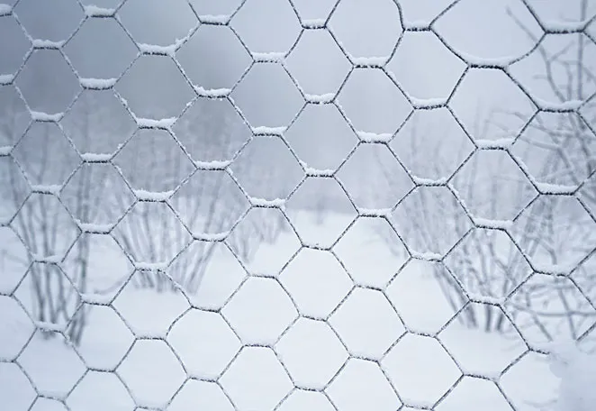 Galvanized chicken wire mesh