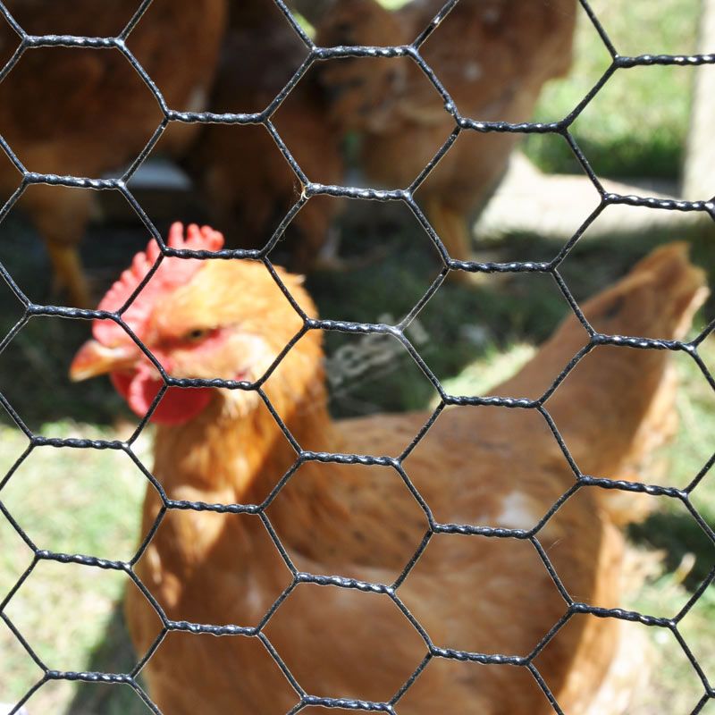 Chicken Wire vs Hexagonal Wire Mesh: Differences, Sizes and Uses
