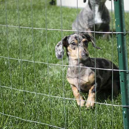 Hot-Dip Galvanized vs Electro-Galvanized Wire Mesh: Coating, Performance and Buying Guide